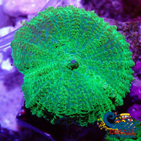 aussie large neon lime green rhodactis mushroom 6