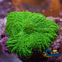 aussie large neon lime green rhodactis mushroom 5