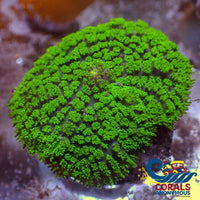 aussie large neon lime green rhodactis mushroom 4