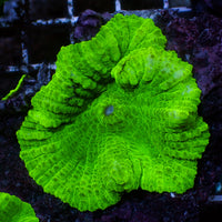 aussie large neon lime green rhodactis mushroom 2