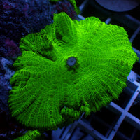 aussie large neon lime green rhodactis mushroom 3