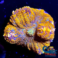 Orange Rhodactis Mushroom Rhodactis