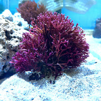 Red Ogo Macroalgae