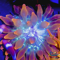 CA Ultra Rainbow Galaxy Burst Bubble Tip Anemone (I9)