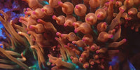 Ultra Rainbow Bubble Tip Anemone