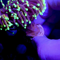 Green/Teal Tip Indo Gold (Special Deal!)