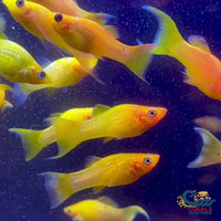 Saltwater Gold Molly (Special Deal!)