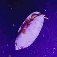 Halloween Hermit Crab