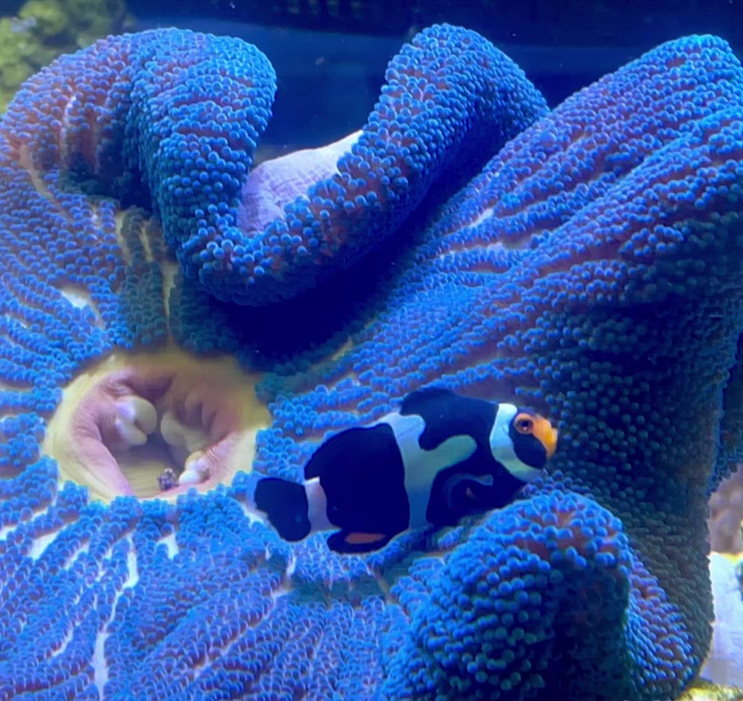 Haddoni Blue Carpet Anemone Corals Anonymous