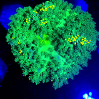 CA Ultra Gold Acid Hemprichii Sea Anemone