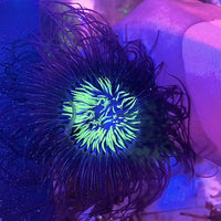 Midnight Horror Tube Anemone
