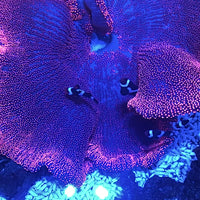 Ruby Red Haddoni Carpet Anemone