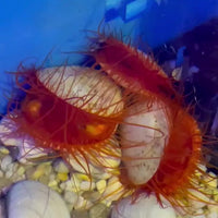 Electric Eye Flame Scallop (Special Deal!)