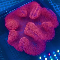 Ruby Red Haddoni Carpet Anemone