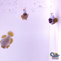 Gold Nugget Maroon Clownfish (Aquacultured)