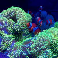 Neon Green Gigantea Carpet Anemone