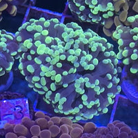 Indo Green Teal Branching Hammer