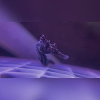 Erectus Seahorse