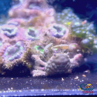 Emerald Crab (Pack of 3)