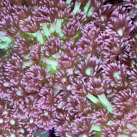 Cosmo & Wanda Goniopora (0.5-1”)