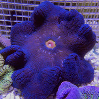 Haddoni Blue Carpet Anemone