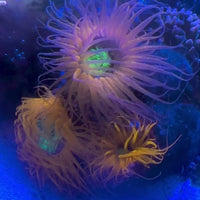 Neon Skittle Orange Tube Anemone