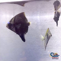 Saltwater Mono Argenteus