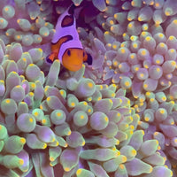 Lantern Bubble Tip Anemone