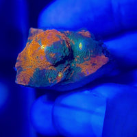 Cactus Cooler Chalice (0.5-1” Frag)