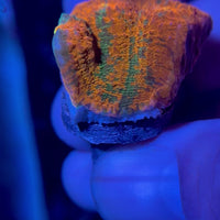 Cactus Cooler Chalice (0.5-1” Frag)