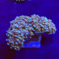 Mini Teal Cristata Torch