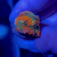 Cactus Cooler Chalice (0.5-1” Frag)