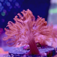 CA Ruby Red Pulsing Xenia
