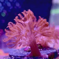 CA Ruby Red Pulsing Xenia