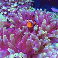 Purple-Tip Hydra Bubble Tip Anemone