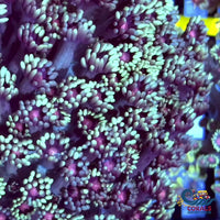 Pink and Green Goniopora (0.5-1” frag)