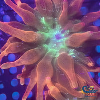 CA Ultra Rainbow Galaxy Burst Bubble Tip Anemone (I9)