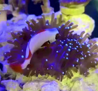 White-Tip Star Gazer Bubble Tip Anemone (2-4")