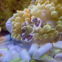 Anemone crab