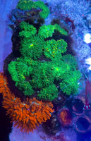 CA Ultra Gold Acid Hemprichii Sea Anemone