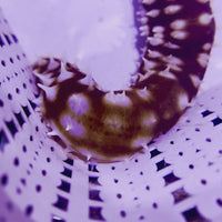 Tiger Tail Sea Cucumber