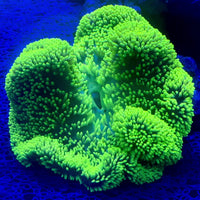Neon Green Gigantea Carpet Anemone