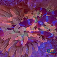 Rainbow Bubble Tip Anemone
