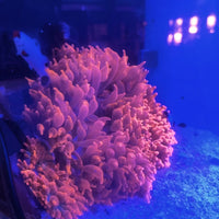 Ultra Rose Rainbow Bubble Tip Anemone