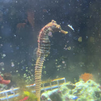Erectus Seahorse