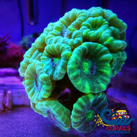 Tiger King Candy Cane Candycane