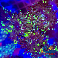 Ultra Royal Jester Frammer Frammer