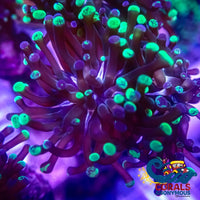 Ultra Royal Jester Frammer Frammer