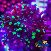 Ultra Royal Jester Frammer Frammer