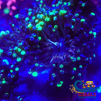 Ultra Royal Jester Frammer Frammer